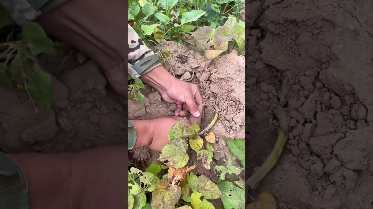 Plant Roots Growing | Fast Root Development Tips 