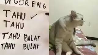KUCING BERBICARA LUCU .. TAHU BULAT