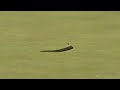 Puff Adder