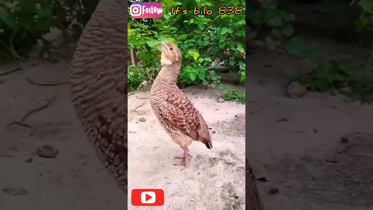 teter sound /grey falcon sound /teter ki awaz 