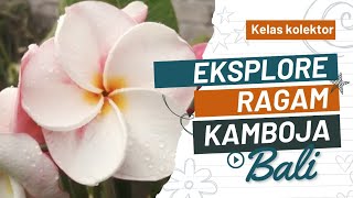 Anda Pasti Terkagum Kagum Melihat Keindahan Beragam Jenis Plumeria