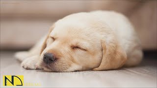 20 HOURS of Deep Sleep Dog Anti Separation Anxiety MusicDog Calming Relaxation Music NadanMusic