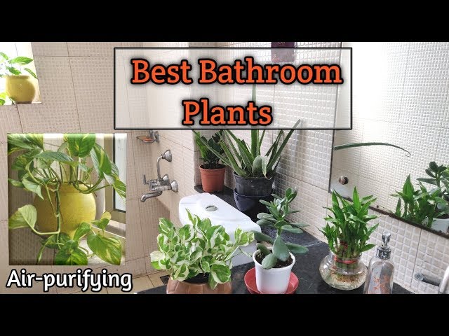 where can i buy a fiddle leaf fig Faux Fiddle Leaf Fig Tree, 5 ft main image 1