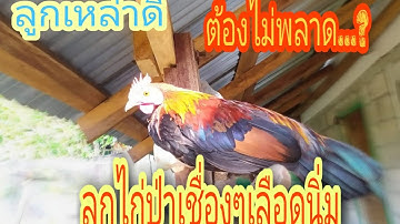 ไก่ป่าน้ำ2เลือดนิ่มๆ #me nyuam qaib