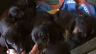 Rescue pups - 7 weeks old  Lab/Hound mix?_4