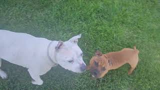 AKC STAFFORDSHIRE BULL TERRIER PUPPY AND GREAT GREAT GRANDMA