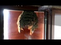 Giant WASPS made a nest on the glass door!