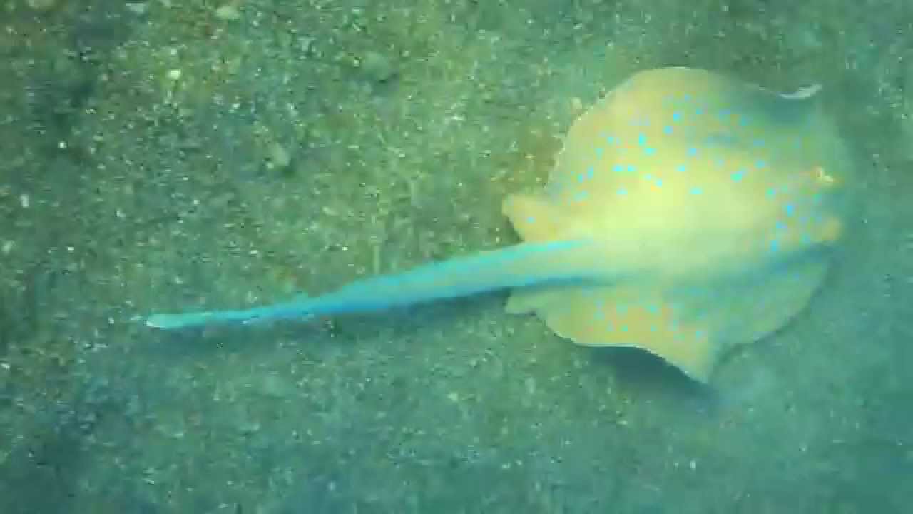 Stingray escape