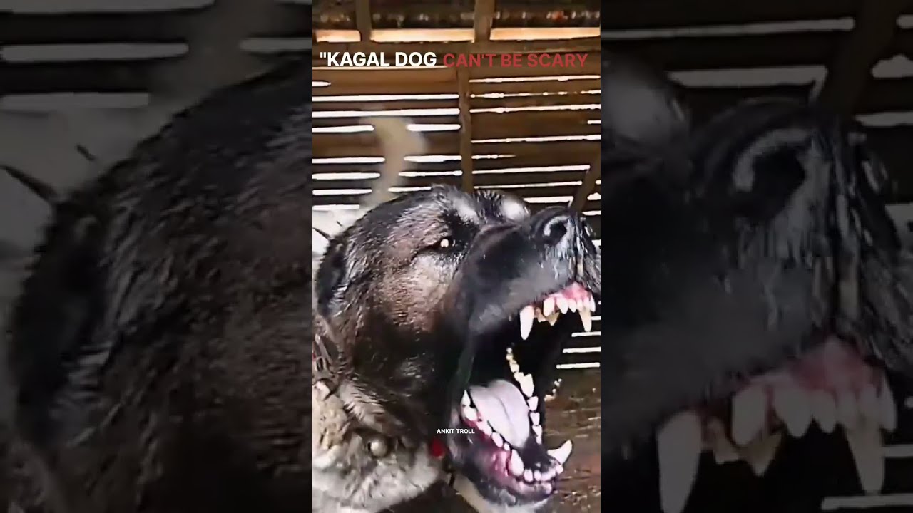 Kangal Dog Can T Be SCARY 