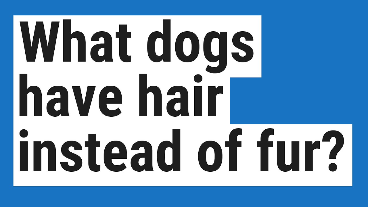 What dogs have hair instead of fur? YouTube