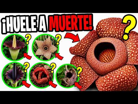 CADA PLANTA QUE HUELE A CADÁVER EXPLICADA