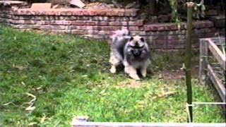 Keeshond with cats and other hijinks