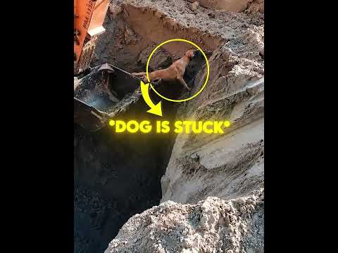 They finally helped the Dog.