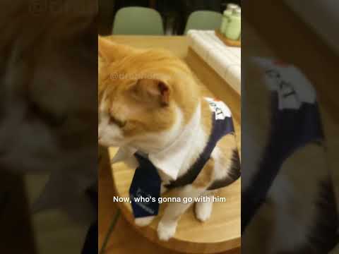 #CatHalloween #TrickOrTreat #HalloweenCostume #SpookyCats #CatLover