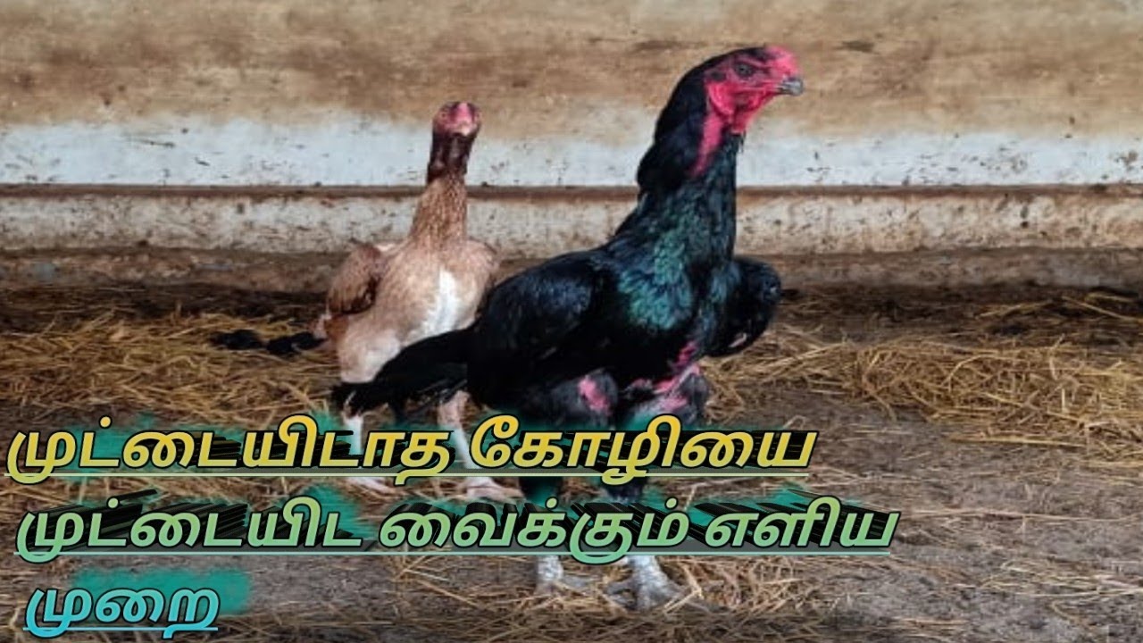 nattukoli valarppu -முட்டையிடாத கோழியை முட்டையிட வைக்கும் எளிய முறை | #tami_adiction #seval sandai