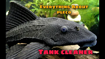 Everything About Pleco / Sucker Fish That You Need To Know.