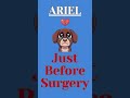 Our beloved rescue dog Ariel 🐶❤️ just had bilateral elbow surgery 🦴 and needs help ...