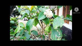 PENYERAHAN SERTIFIKASI HALAL MUI BAKSO KUMIS GROUP