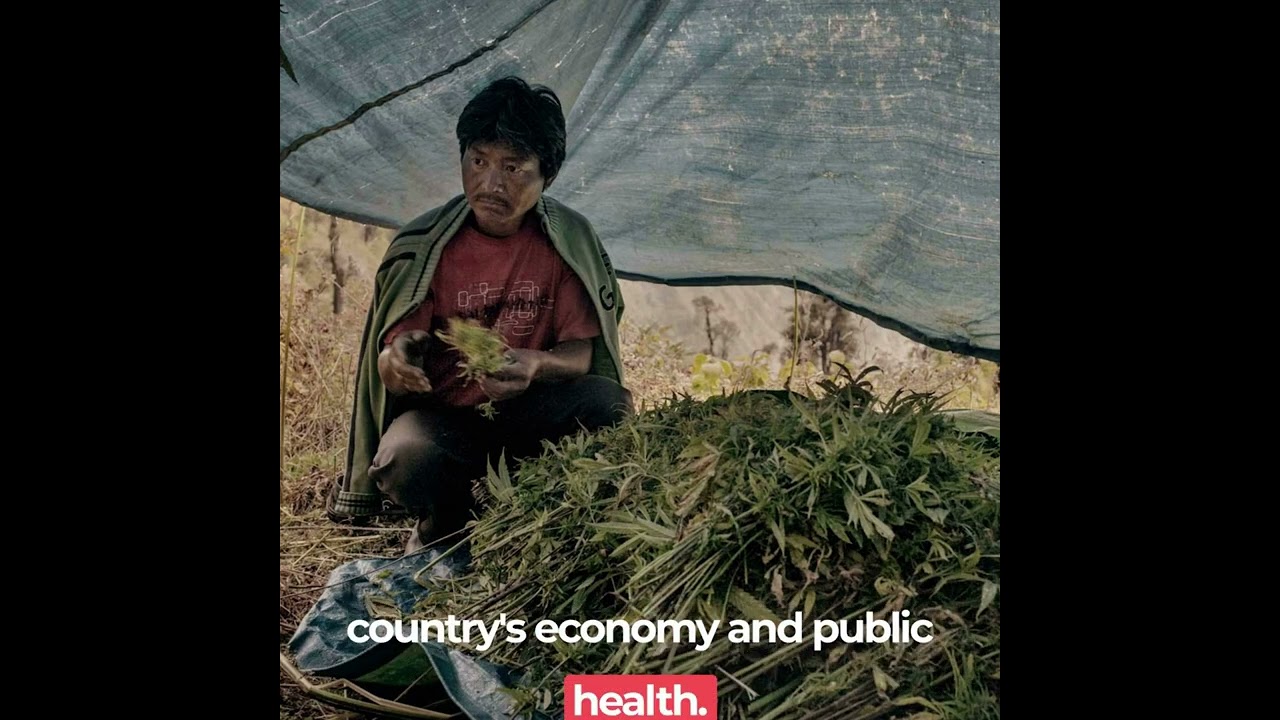 History of cannabis of Nepal.