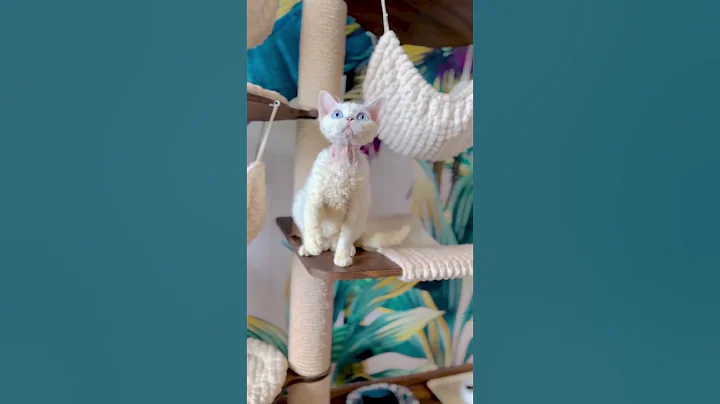 Video 4049241: devon rex cat kitten, devon rex cat funny, cute devon rex kitten, cat talking, cat lovers