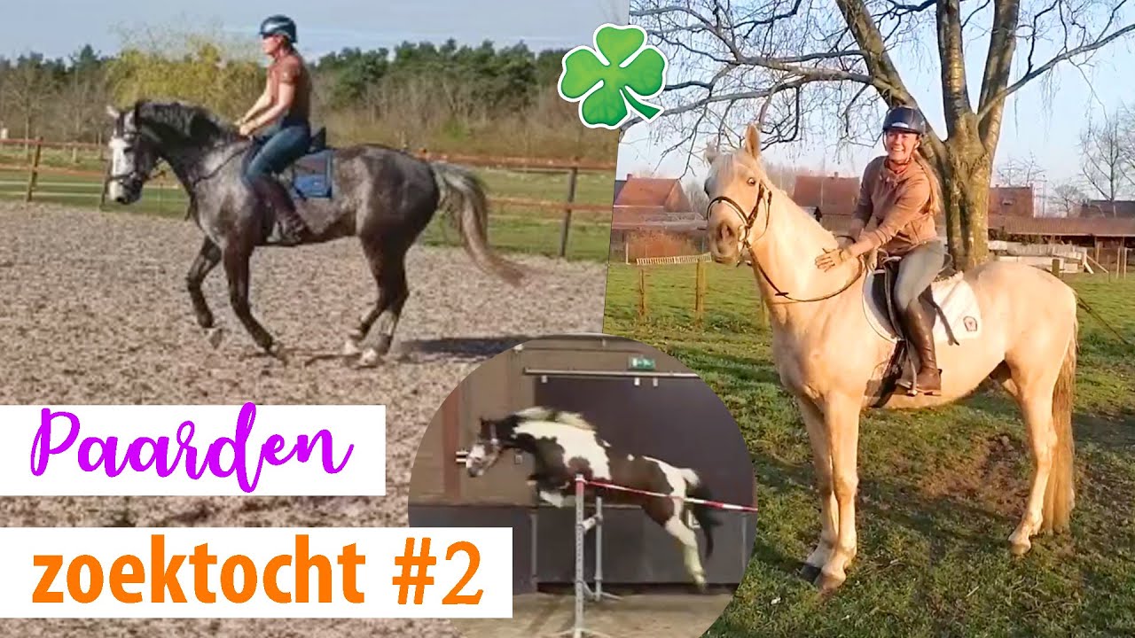 TWEEDE PAARD ZOEKTOCHT #2 + filmpjes! | felinehoi