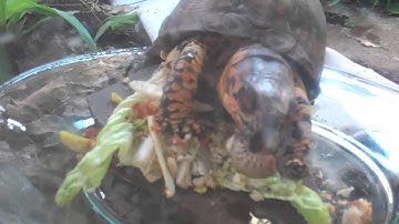 Sparky-box turtle care-burped at end of video???