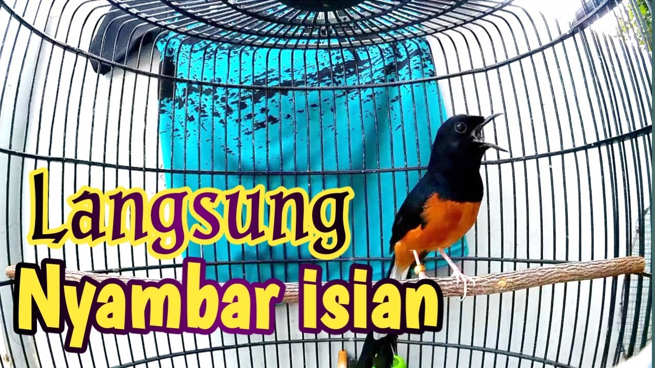 PANCINGAN MURAI BATU GACOR FULL ISIAN DONGKRAK EMOSI, SEKALI PUTAR MURAI LAIN LANGSUNG CEPAT KONSLET