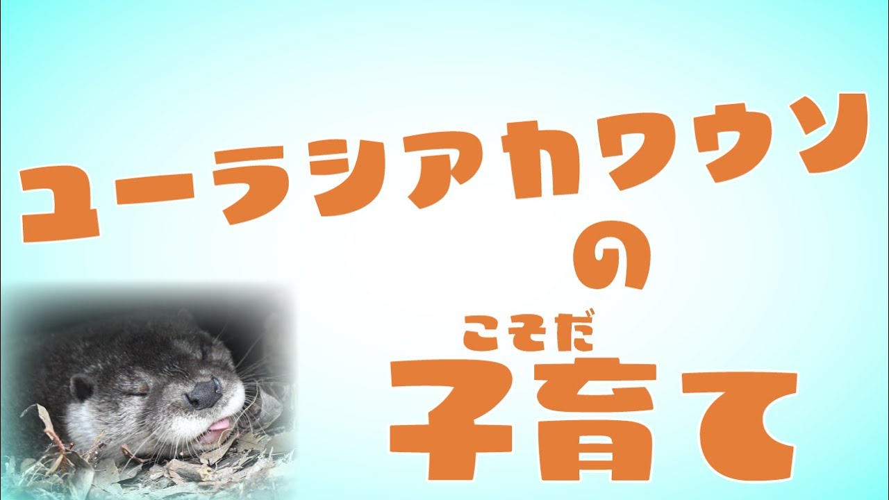 ズーラシア公式】ユーラシアカワウソの子育て - YouTube