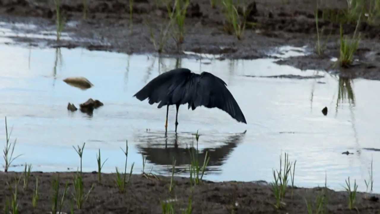 Black Heron (Egret) or Umbrella Bird YouTube
