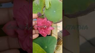Today’s Garden Bloom Check 🌸✨ | Garden With Sujatha