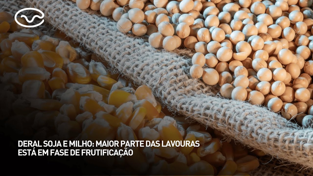 Deral soja e milho: maior parte das lavouras está em fase de frutificação