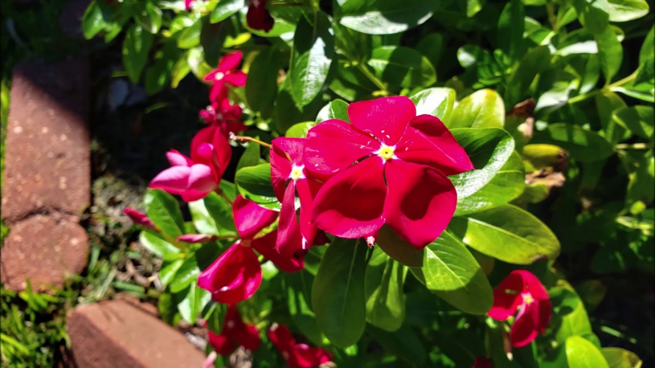 Samsung Galaxy Note 9 Pictures Samples