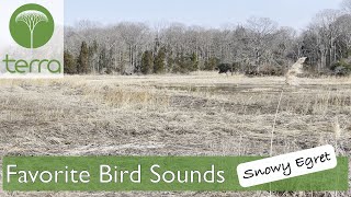 Favorite Bird Sounds: Snowy Egret
