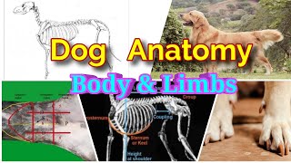 ರುಂಡದ ಕಥೆ ಆಯ್ತು. ಈಗ ಮುಂಡ ಮತ್ತು ಕೈಕಾಲುಗಳ ಸರದಿ | Anatomy of Dog's body and limbs.