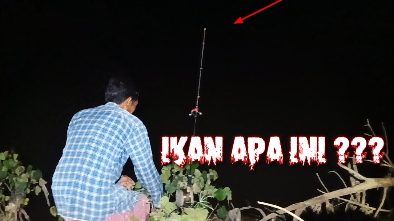 Ediaaan ikannya brontak terus mancing malam sungai Brantas