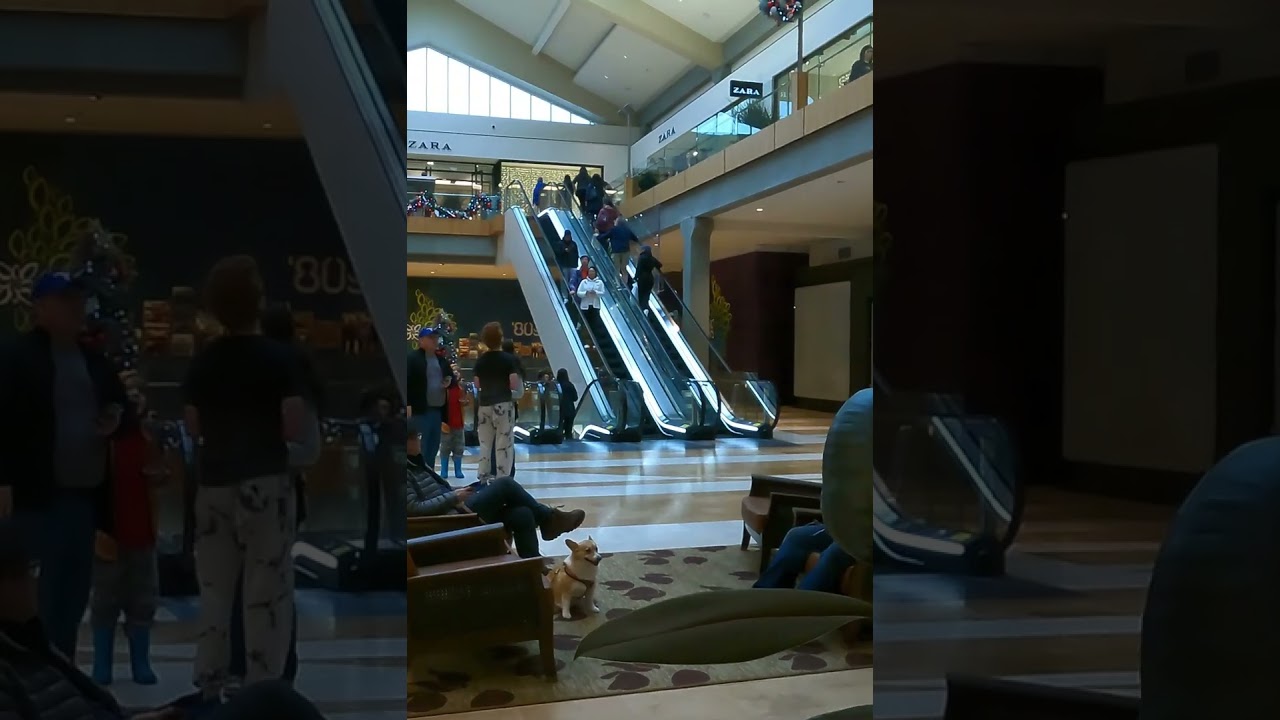 🐕🐕Pembroke Welsh Corgi cute dog in Bellevue square mall WA