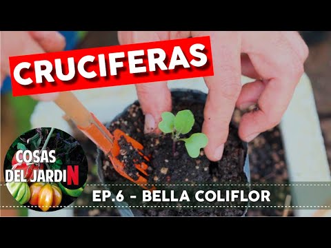 #CRUCIFEROUS EP 6 - Is there hope for the cauliflowers