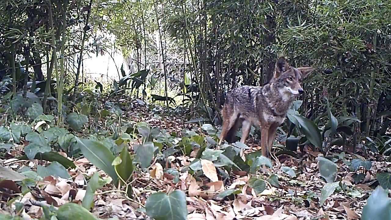 Fern Dell Coyote Griffith Park