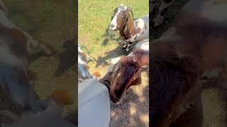 When you stop petting and they just want more!