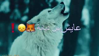 منك وبيك يخون😪🖐عايش بين ديابة🦊تنطعن بس عن تندار🗡 مثل اايعيش بغابه🏕HD2020