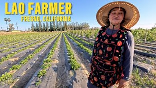Kon Lao made a living in America, farming for 25 years 