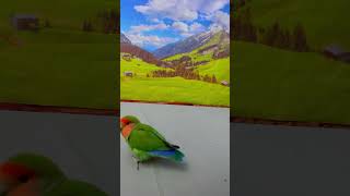 Bird Training : Smart Lovebird Parrot | Smart Little Cute Parrot #Training #Smartparrot #Cute