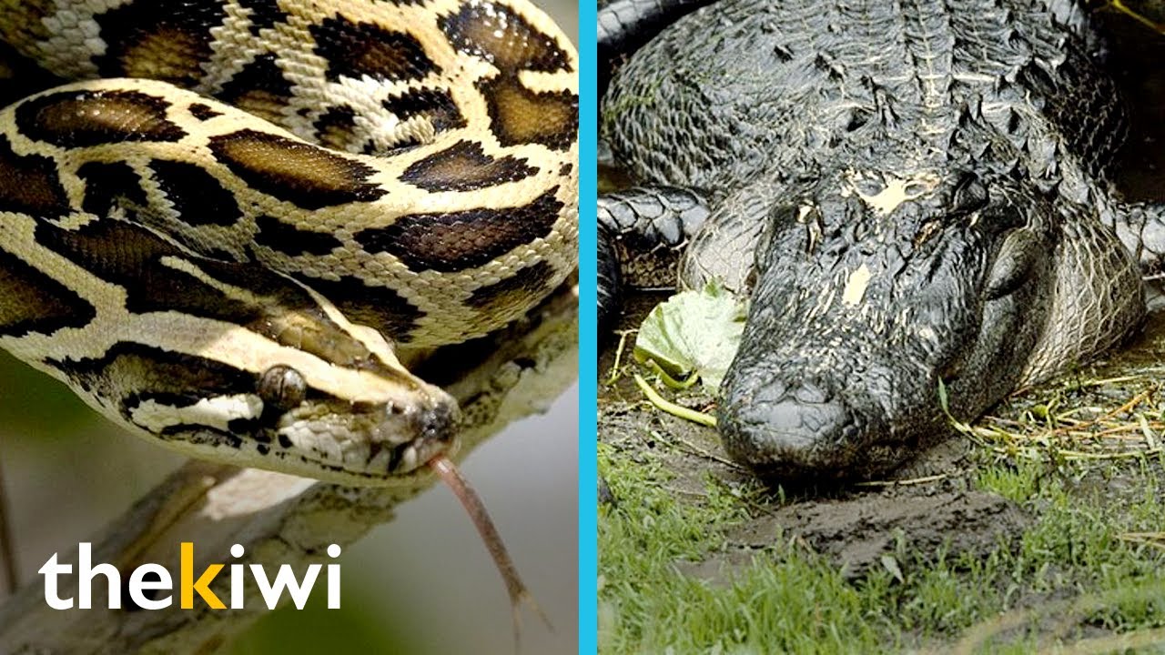 Burmese python vs. American alligator - YouTube