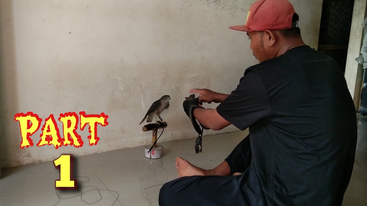 CARA AWAL MELATIH ALAP-ALAP KAKI BITING. #alapalapkabit #burungelang #melatih #newvideo #galeryipik