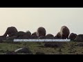 شايب مسلم يغني على الزعيم حسين قنجو الدنايي صفحة تل ساقي
