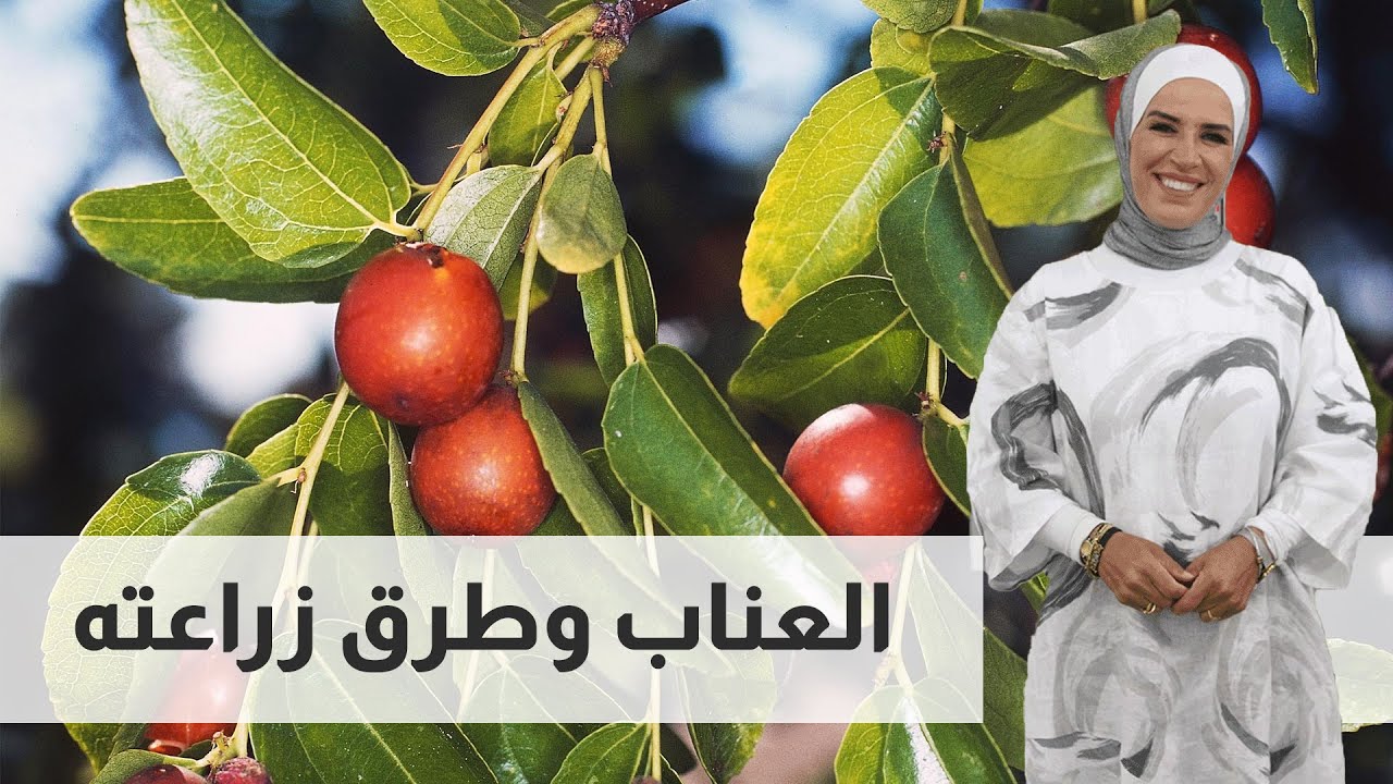 العناب وطرق زراعته
