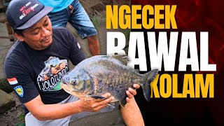 SEPIL BAWAL GURI OMAH || TERNYATA WES GEDE2.,