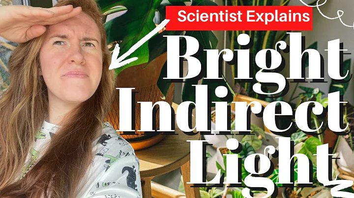 Bright Indirect Light For Plants Explained. What Is Bright Indirect Light For Houseplants? - DayDayNews