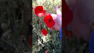 Ni̇san Ayinin Güzelleri̇ Şfet Çesi