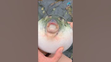 Đây là loài cá có hàm răng sắc bén nhất thế giới | Review bắt hải sản #review #short #food